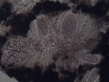 Lasallia hispanica image