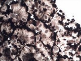 Lasallia hispanica image