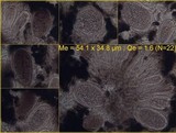 Lasallia hispanica image