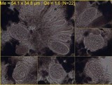 Lasallia hispanica image