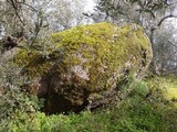 Lasallia hispanica image