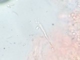 Clavaria fumosa image