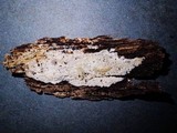 Steccherinum oreophilum image