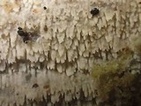 Steccherinum oreophilum image