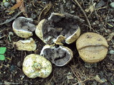 Scleroderma areolatum image