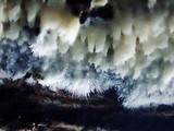 Steccherinum oreophilum image