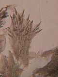 Steccherinum oreophilum image