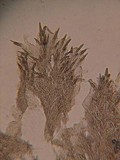 Steccherinum oreophilum image