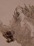 Steccherinum oreophilum image