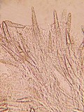 Steccherinum oreophilum image
