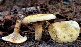 Lactarius chelidonium image