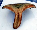 Lactarius chelidonium image