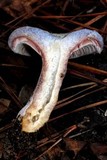 Lactarius paradoxus image