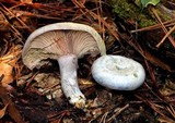 Lactarius paradoxus image
