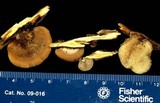 Lentinellus ursinus image