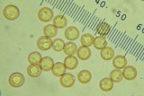 Crepidotus crocophyllus image
