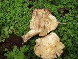 Echinoderma asperum image
