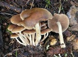 Psathyrella piluliformis image