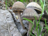 Panaeolus olivaceus image
