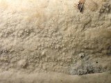 Hyphoderma setigerum image