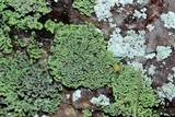 Cladonia caespiticia image