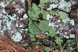 Cladonia caespiticia image