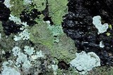 Cladonia caespiticia image