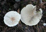 Harmajaea harperi image