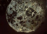 Badhamia utricularis image