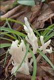 Clavulina rugosa image