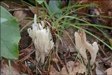 Clavulina rugosa image