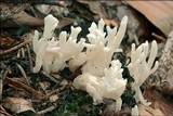 Clavulina rugosa image