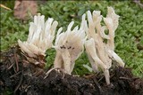 Clavulina rugosa image