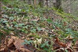 Clavulina rugosa image