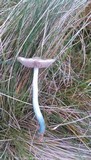 Stropharia pseudocyanea image