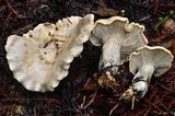 Harmajaea harperi image