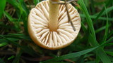 Marasmius oreades image