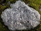 Diploschistes scruposus image