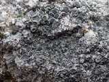 Diploschistes scruposus image