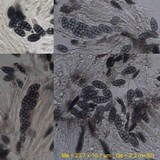 Diploschistes scruposus image