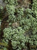 Leprocaulon microscopicum image