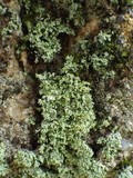 Leprocaulon microscopicum image