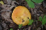 Lactarius croceus image