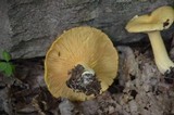 Lactarius croceus image