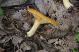 Lactarius croceus image