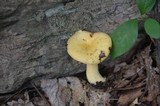 Lactarius croceus image