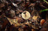 Gymnopus subnudus image
