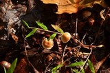 Gymnopus subnudus image