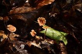 Gymnopus subnudus image