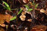 Gymnopus subnudus image